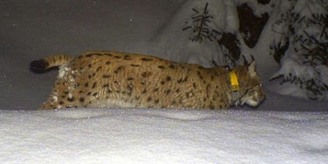 Missing lynx 'found in taxidermist's freezer'