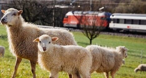 Railways rely on sheep to 'mow' grass by tracks