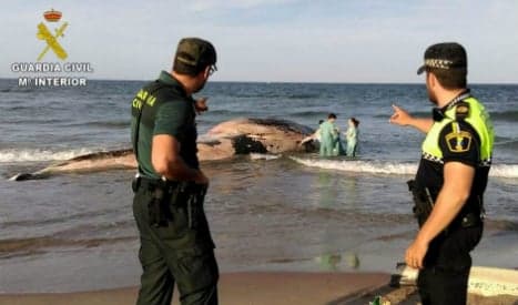 Six tonne whale washes up on Valencia beach