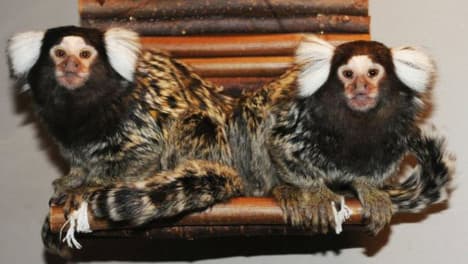 Two monkeys stolen from Oslo Reptile Park