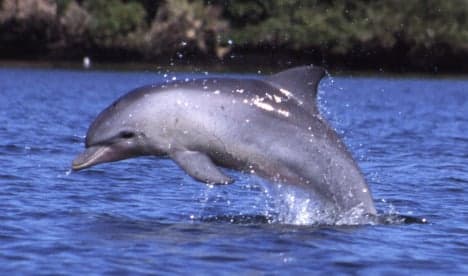 Swedes enjoy rare Baltic dolphin sight