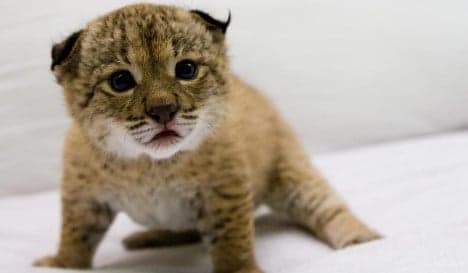 Seven adorable animals facing extinction in Spain