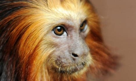 France: Thieves take 17 rare monkeys from zoo