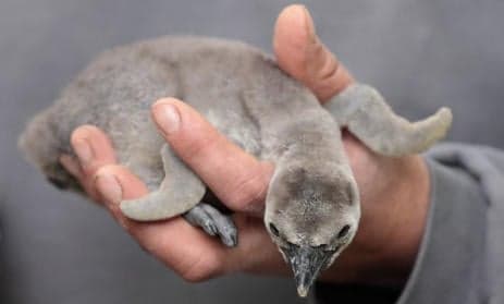 Students steal baby penguins from aquarium