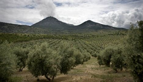 Could olive 'ebola' wipe out crop in Spain?