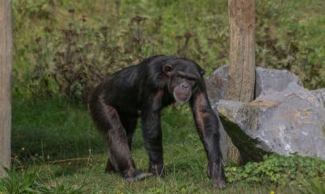 Runaway ape on the loose in Denmark