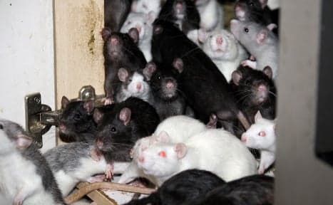 Munich man seeks help to care for his 300 rats
