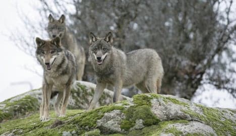 Farmer poisoned 24 animals in bid to kill wolf