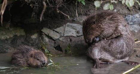 Newborn beavers face being killed by dogs