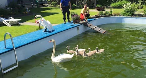 Fire fighters rescue swan family trapped in pool