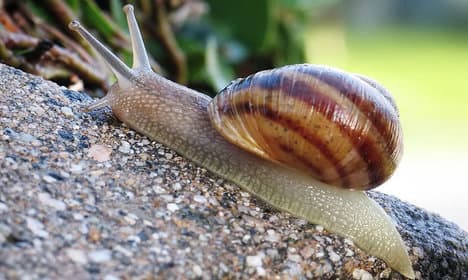 Snail slime: Italy's latest beauty craze