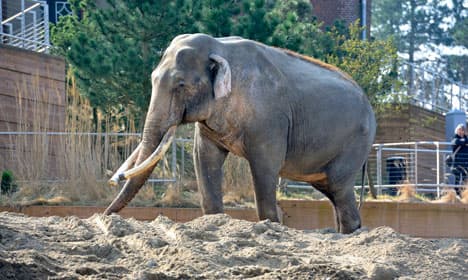 Copenhagen Zoo animals are too fat