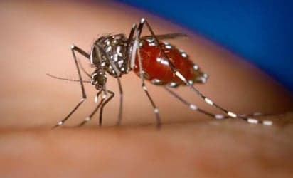 Asian mosquitoes could carry deadly diseases
