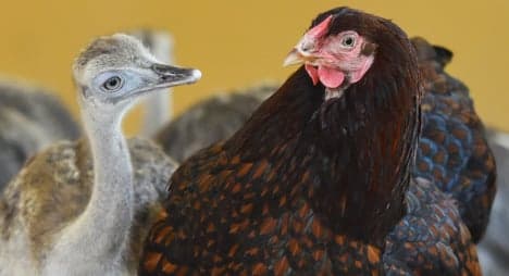 Hen adopts flock of abandoned rhea chicks