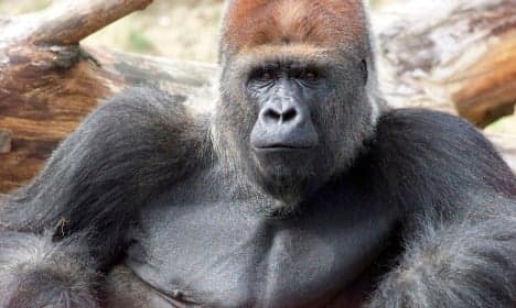 RIP Samson: Denmark mourns death of gorilla