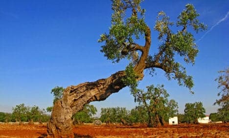 Farmers angered after Italy culls 45 olive trees