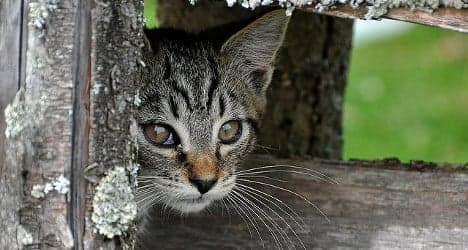Missing Swiss cats spark record helpline calls