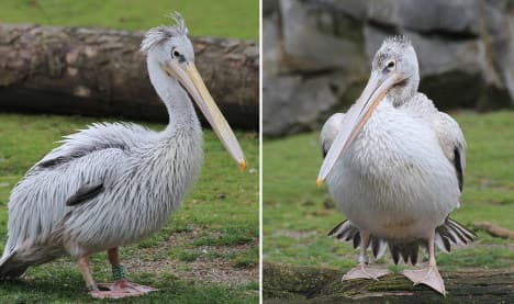 Pelicans with wanderlust escape German zoo