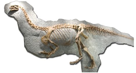 Dig uncovers largest Swiss dinosaur skeleton