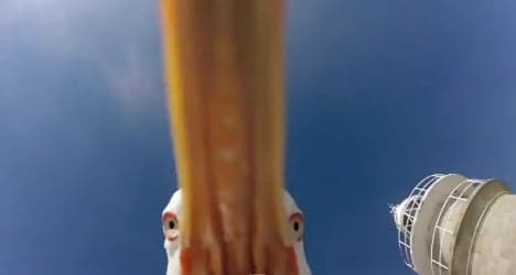 Seagull steals camera for amazing bird's eye selfie