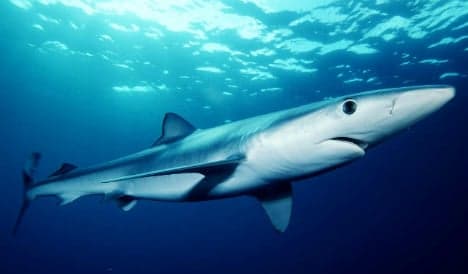 Costa Brava beaches closed over shark fears