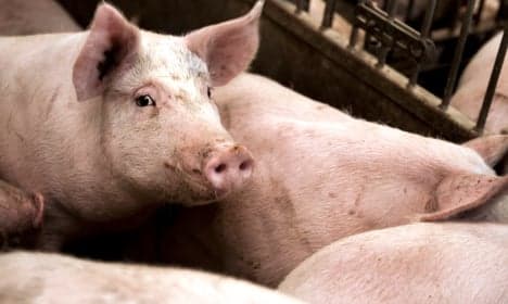 Swedish farm mystery as pigs vanish without trace