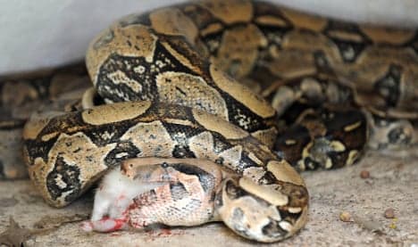 Frenchwoman finds boa constrictor in living room