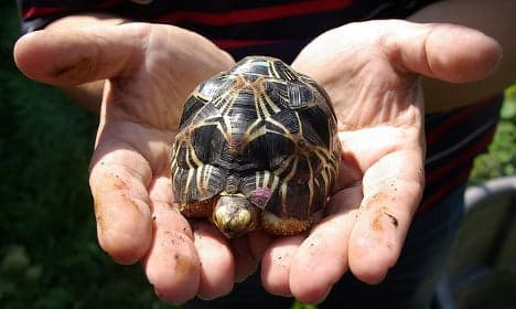 France to return 150 tortoises to Madagascar