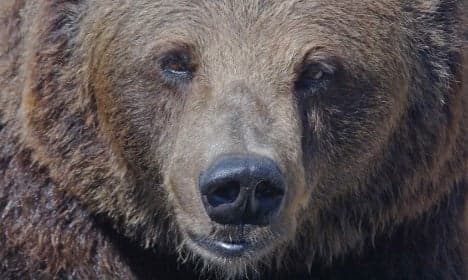 Lucky escape for Swedes after 'dead' bear attacks