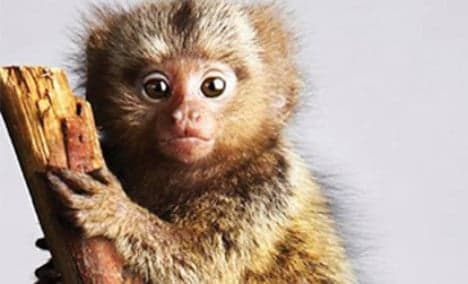 Three tiny monkeys stolen from German zoo