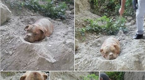 Dog buried alive sparks French social media fury