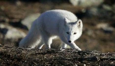 Norway and Sweden join forces to save Arctic fox