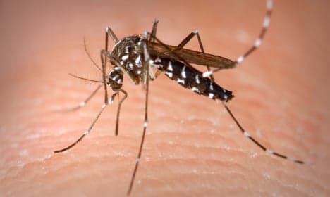 'Deadly' tiger mosquitoes spotted in Paris