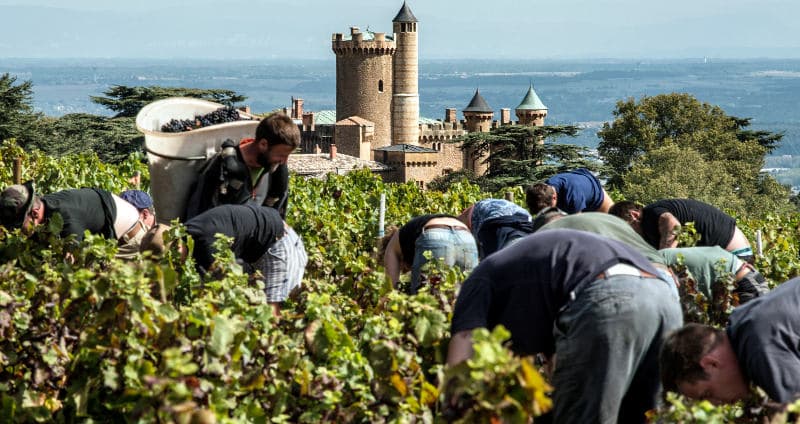 Summer heat to shrivel French wine production