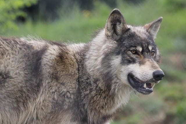 Switzerland orders death of sheep-killing wolf