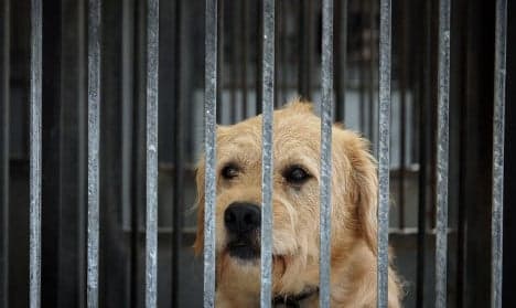 France hit by summer spike in abandoned pets