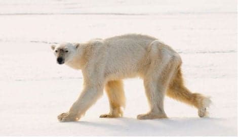 Hungry polar bear makes record dive