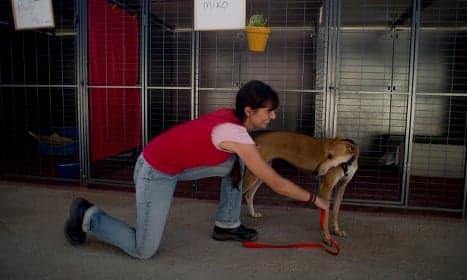 The plight of Spain's hunting greyhounds