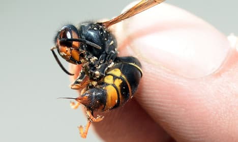 Plant that devours Asian hornets found in France