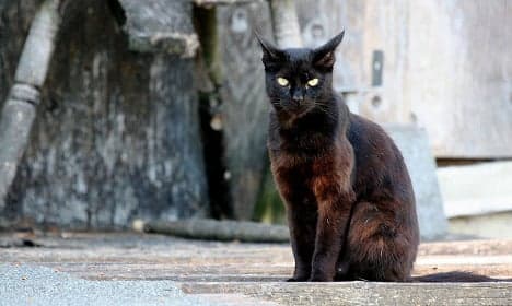 'Massacre' of black cats shocks Marseille locals