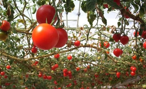 Italy's tomato startup that saves migrants