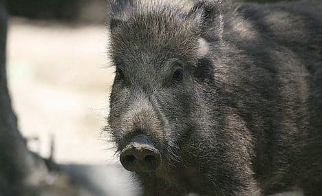 Rome boar sightings renew calls for cull