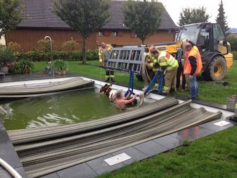 Hard cow rescued from swimming pool