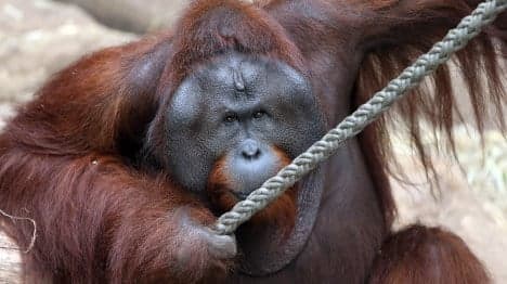 Orang-utan shot after shocking zoo breakout