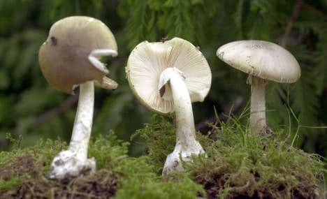 Foraging refugees eat deadly mushrooms