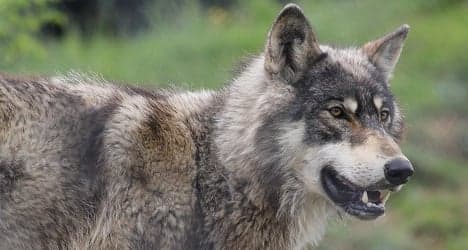 Eco groups protest over wolf death sentence