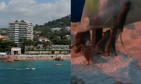 Cannes beach invaded by scores of rats