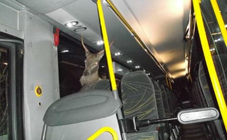 Stag smashes through bus windscreen