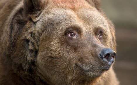 Berlin's last 'city bear' finally put to sleep