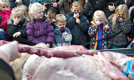 Despite outrage, Danish zoo dissects lion for kids